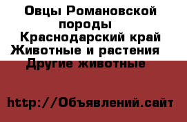 Овцы Романовской породы - Краснодарский край Животные и растения » Другие животные   